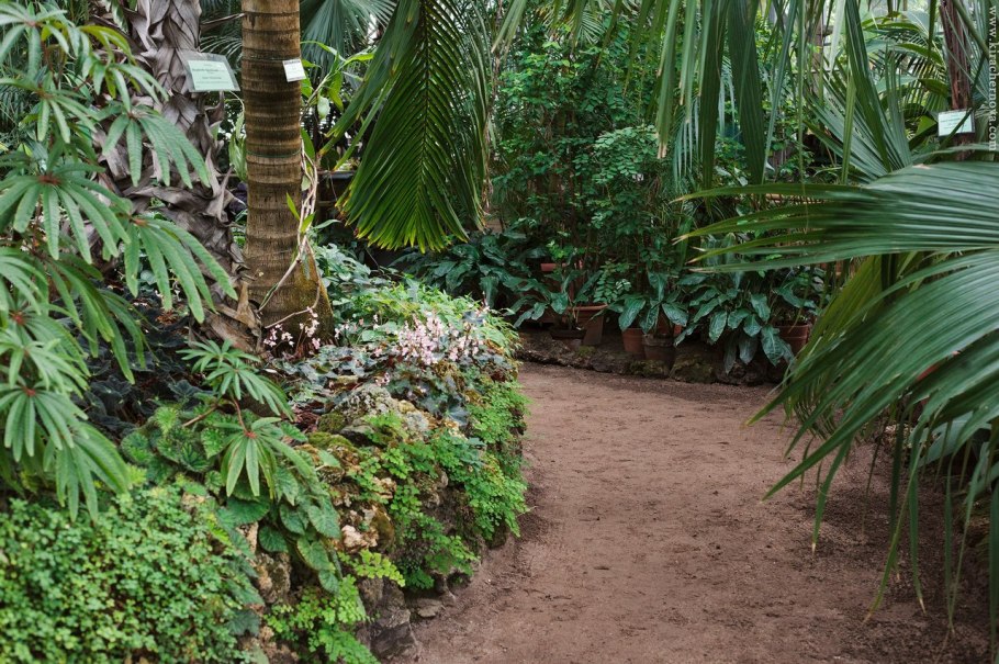 Аптекарский огород Тропическая оранжерея