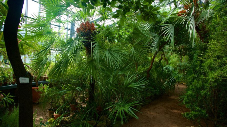 Ботанический сад субтропическая оранжерея