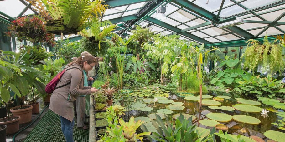 Москва Ботанический сад МГУ Аптекарский огород