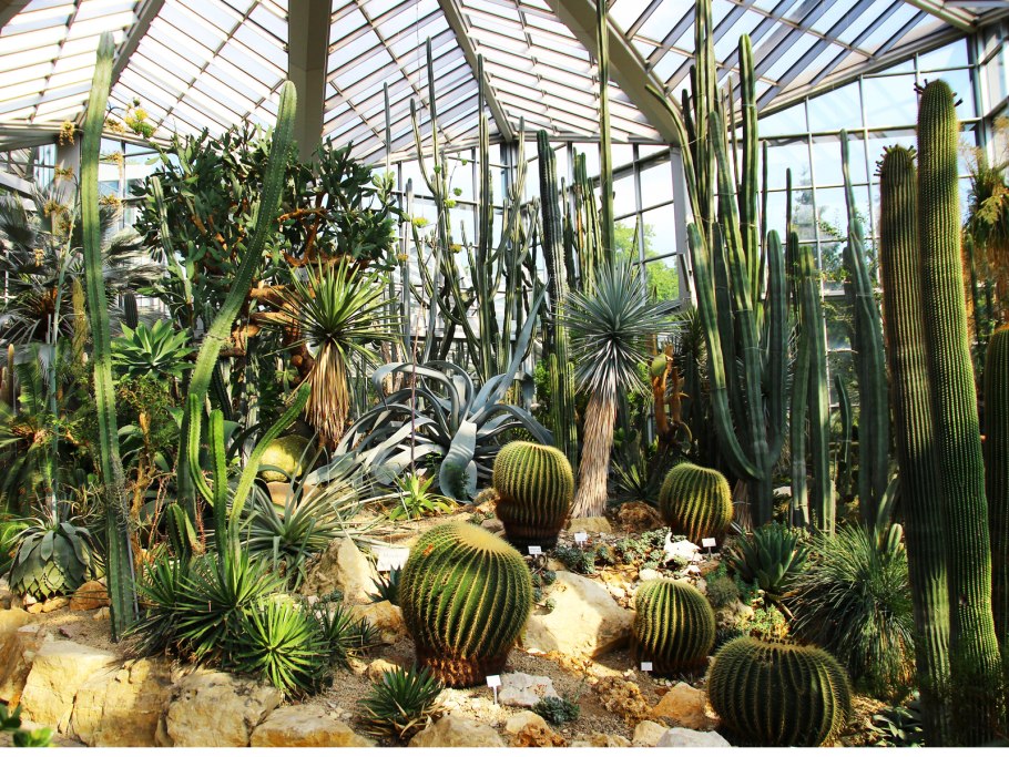 Palmengarten Ботанический сад «Пальменгартен»