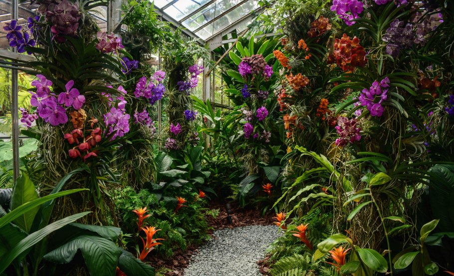 Орхидеи в Ботаническом саду