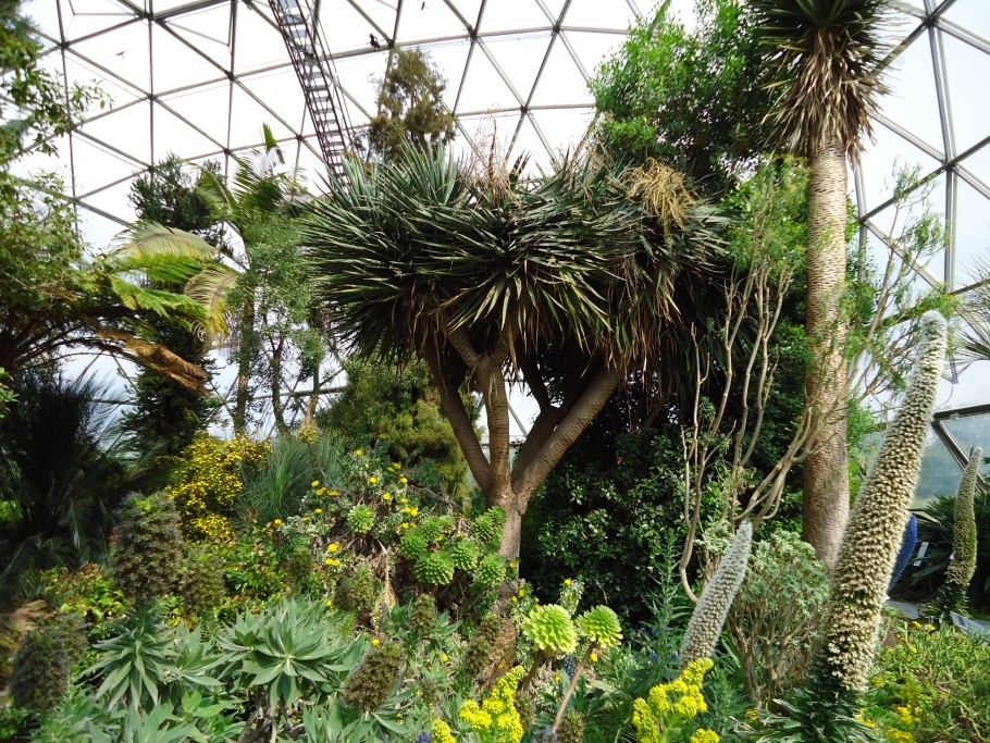 Оранжерея ботанического сада в Москве