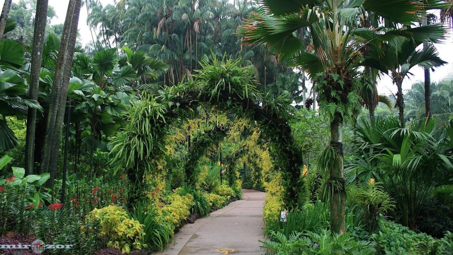 Сингапур Ботанический сад