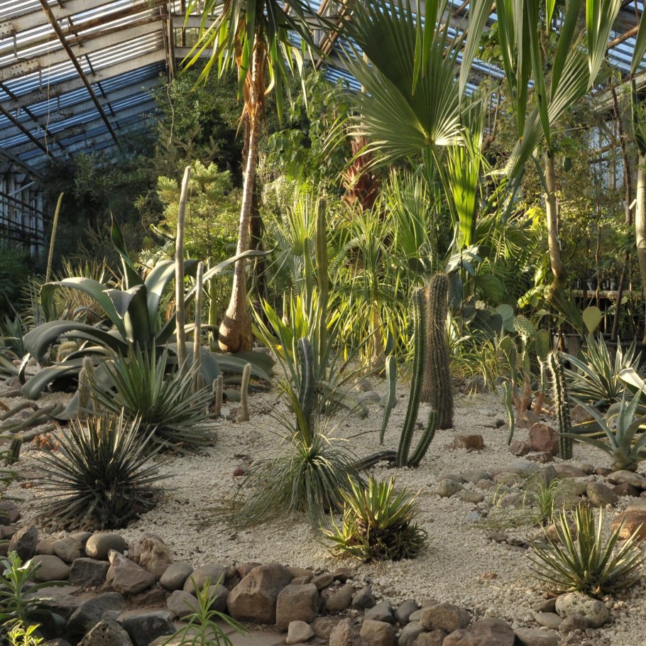 Оранжерея ботанического сада в Москве Цицина