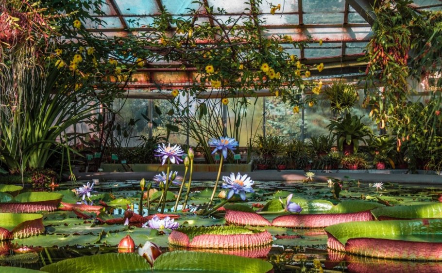 Ботанический сад Петра Великого Викторная оранжерея