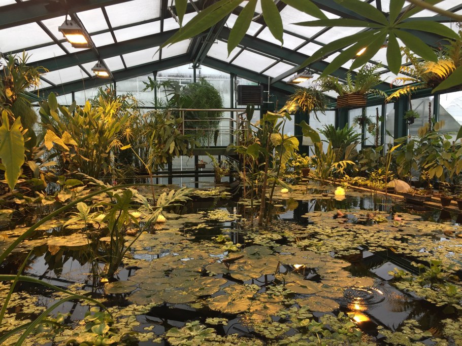 Москва Ботанический сад МГУ Аптекарский огород