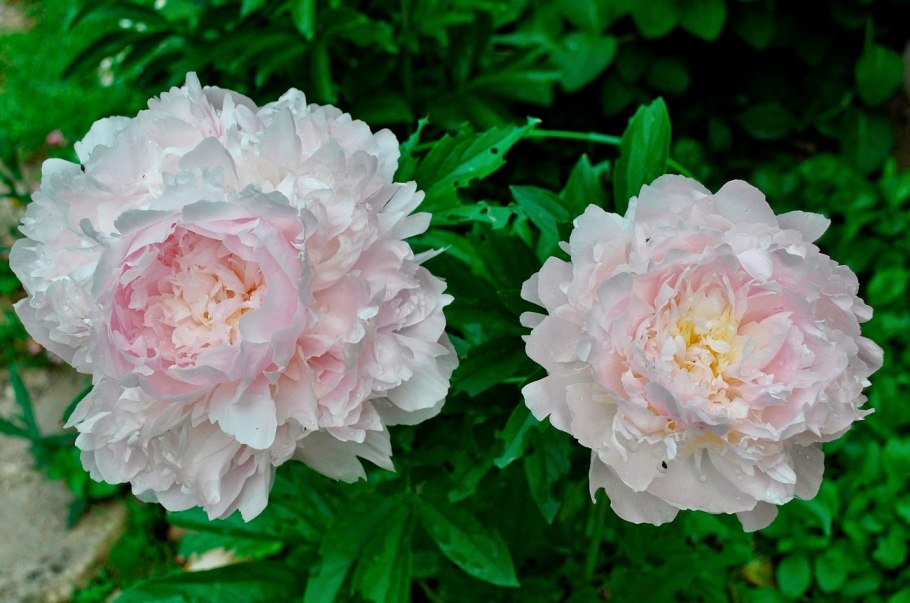 Пион Mons. Jules Elie