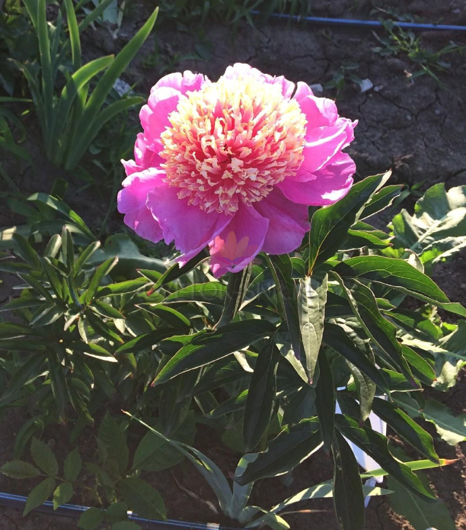 Пион ева Марклей