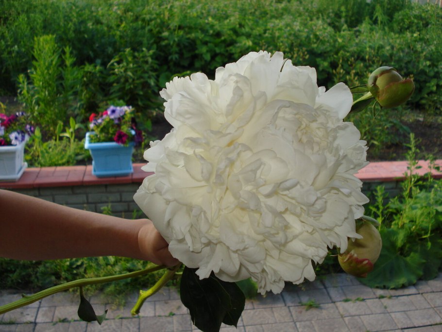 Ростовые цветы Светлана Копцева