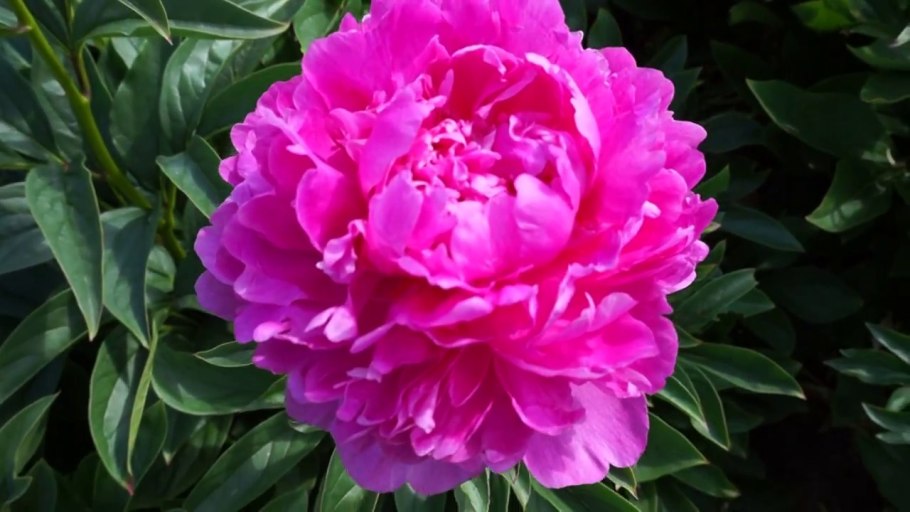 Nelda's Joy пион