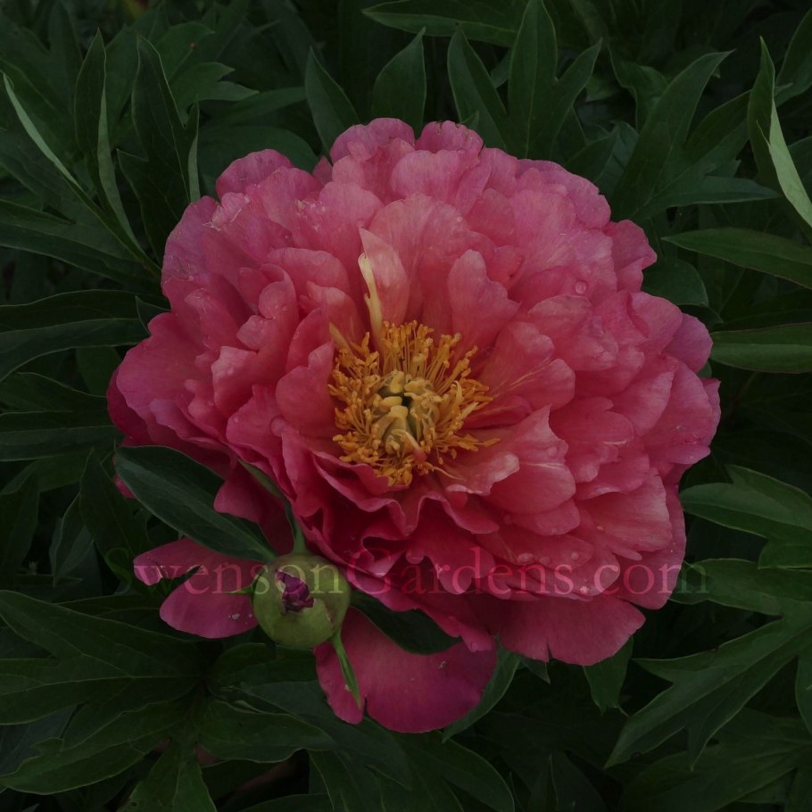 Пионы бутоны на стебле