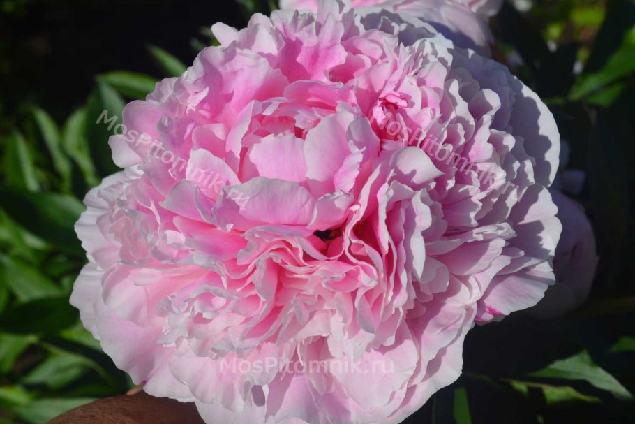 Пион Гейл Тишлер