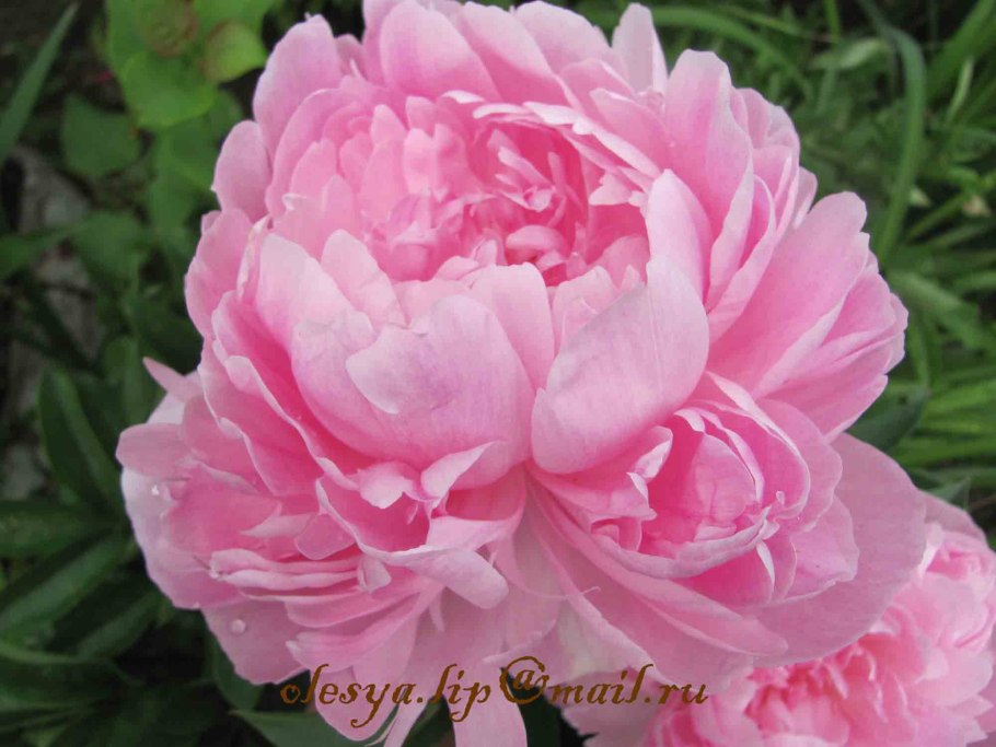 Пион Уайт кэп