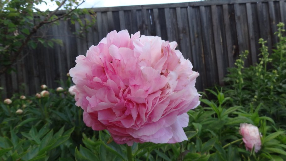 Пион Пауль вайлд