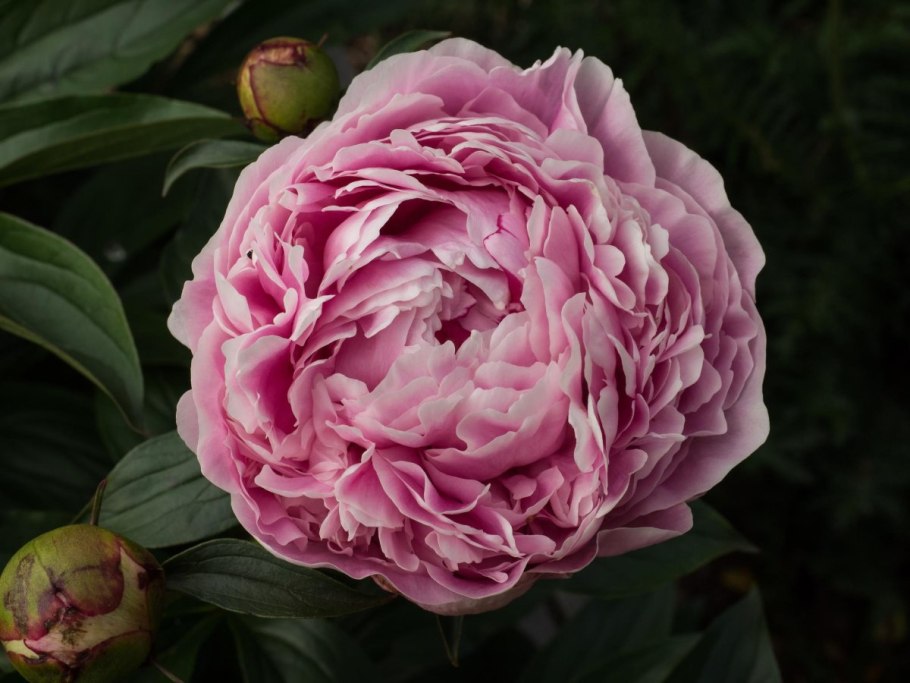 Пион молочноцветковый 'Alice Harding'