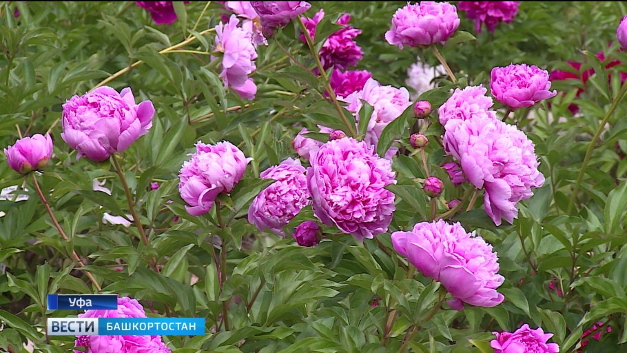 Пион белый с розовым вкраплением