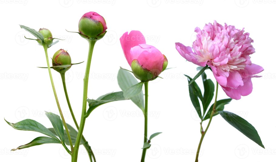 Пион молочноцветковый «Avalanche»