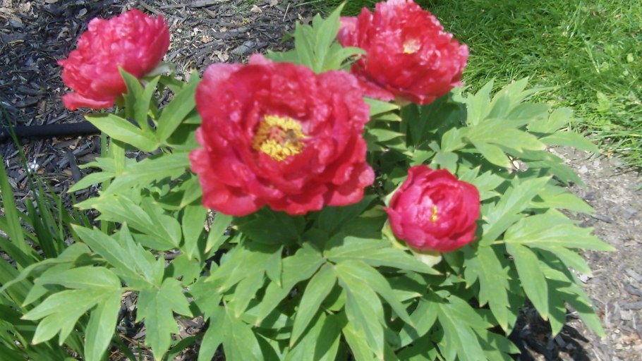 Пион тонколистный махровый