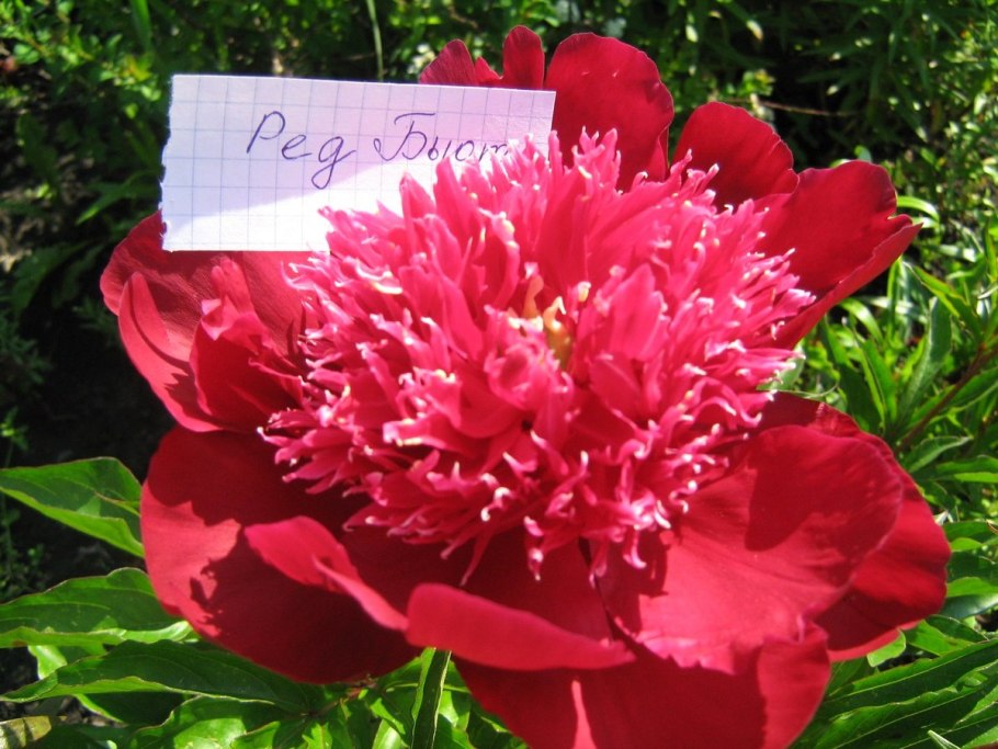 Пион Scrumdidleumptious