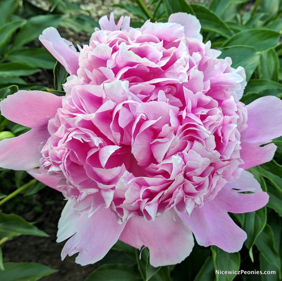 Пион древовидный красное серебро