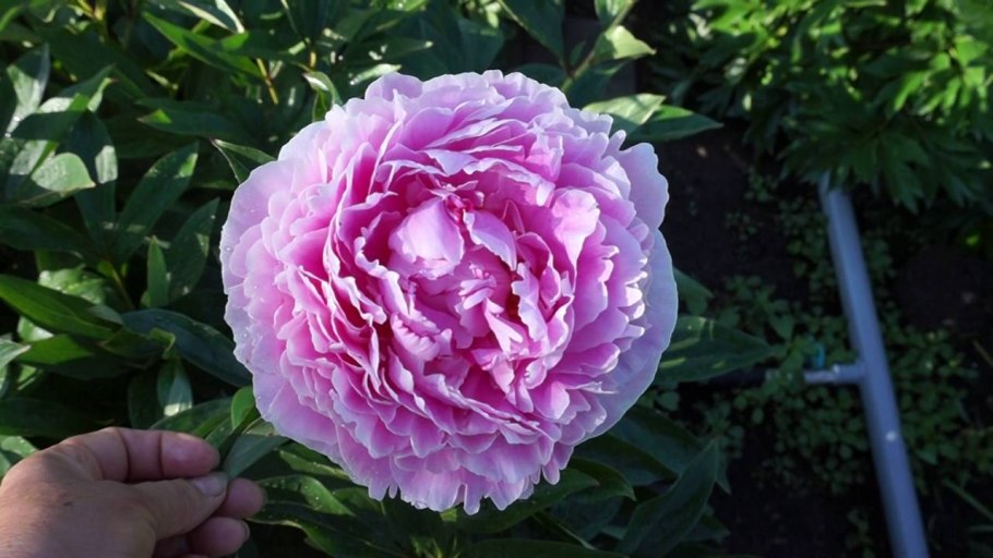 Пион Лилиан