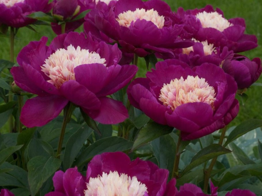 Пион Валькирия Сейдла