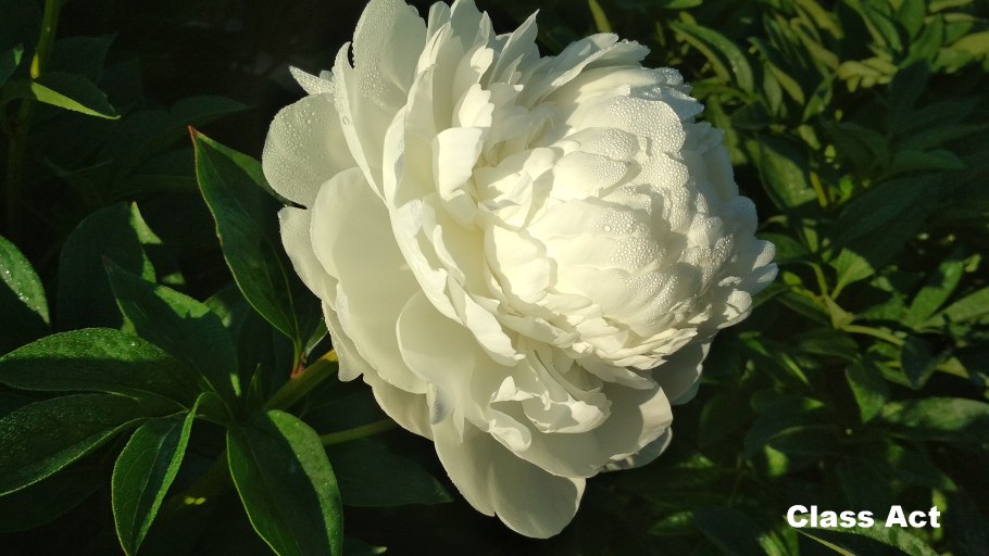 Paeonia (пион) Paul m Wild
