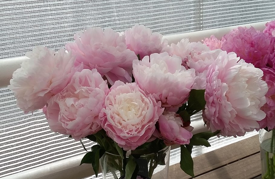 Paeonia 'Rosalind Elsie Franklin'