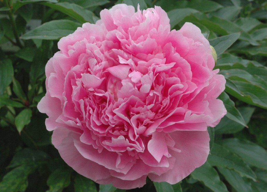 Пион Поль Уайльд