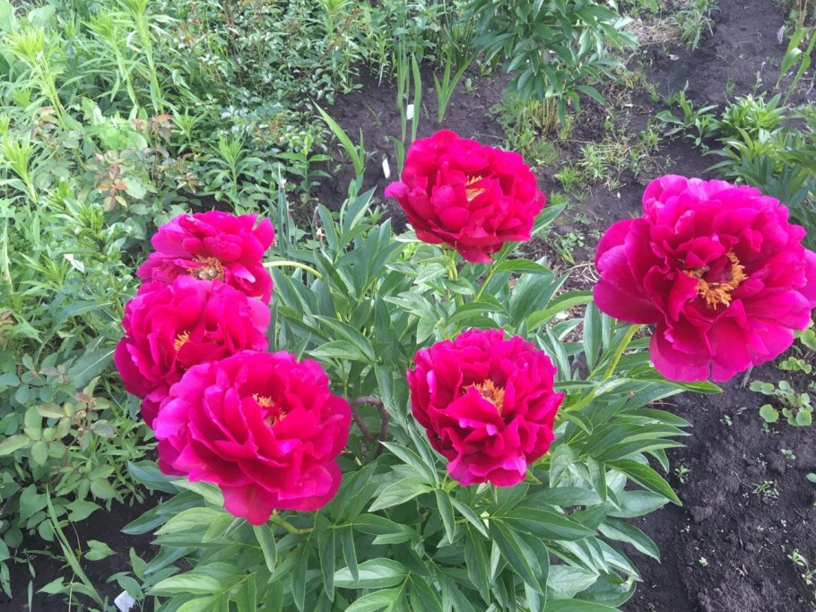 Закупка пионов г. Армавир