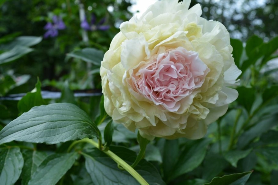 Пион Маршал Мак Магон