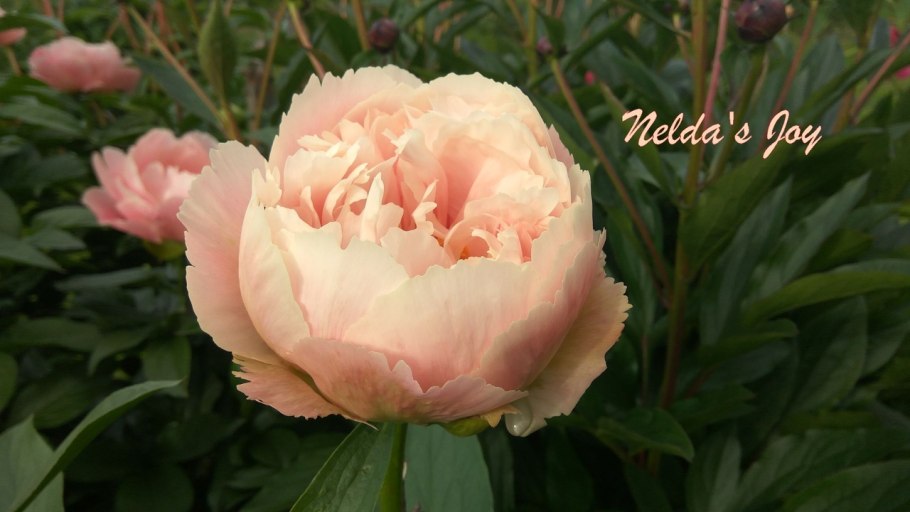 Пионы для вырезания