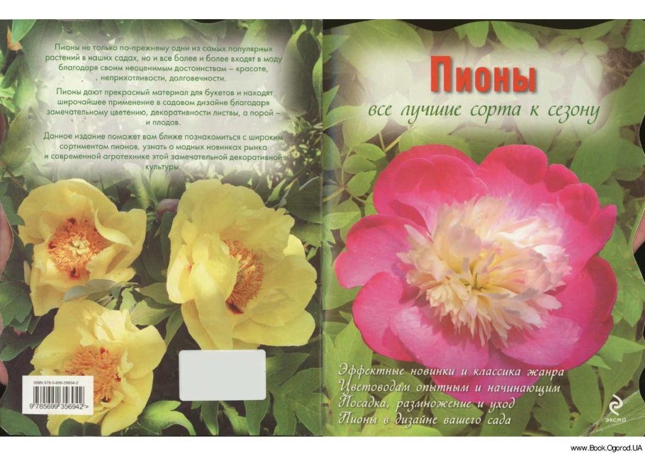 Пион Папл Феникс