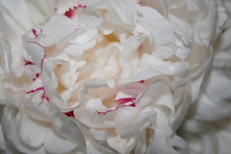 Пион айс Хилл белый