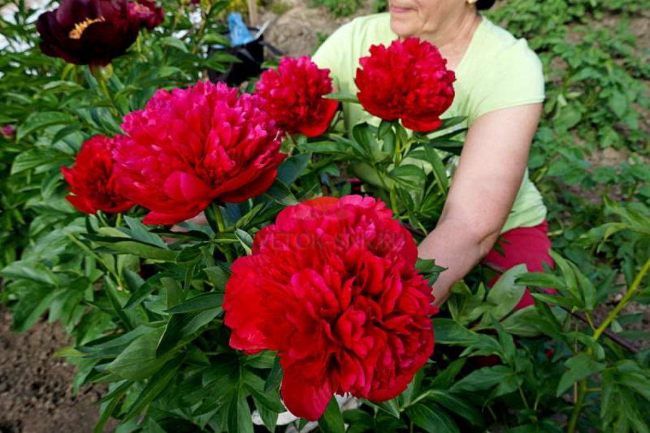 Пион Магнолия Флауэр