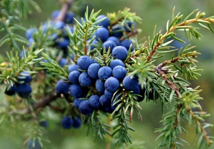 Ягоды можжевельника (Juniperus communis)