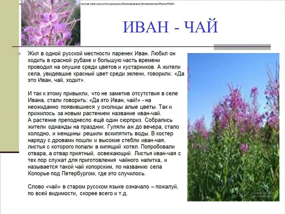 Легенда про Иван чай