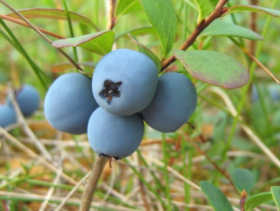 Vaccinium uliginosum - голубика обыкновенная
