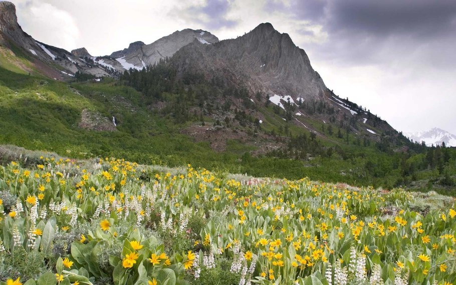 Альпийские Луга Кавказа . Эдельвейс