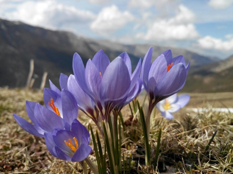 Багульник сопки Забайкальский