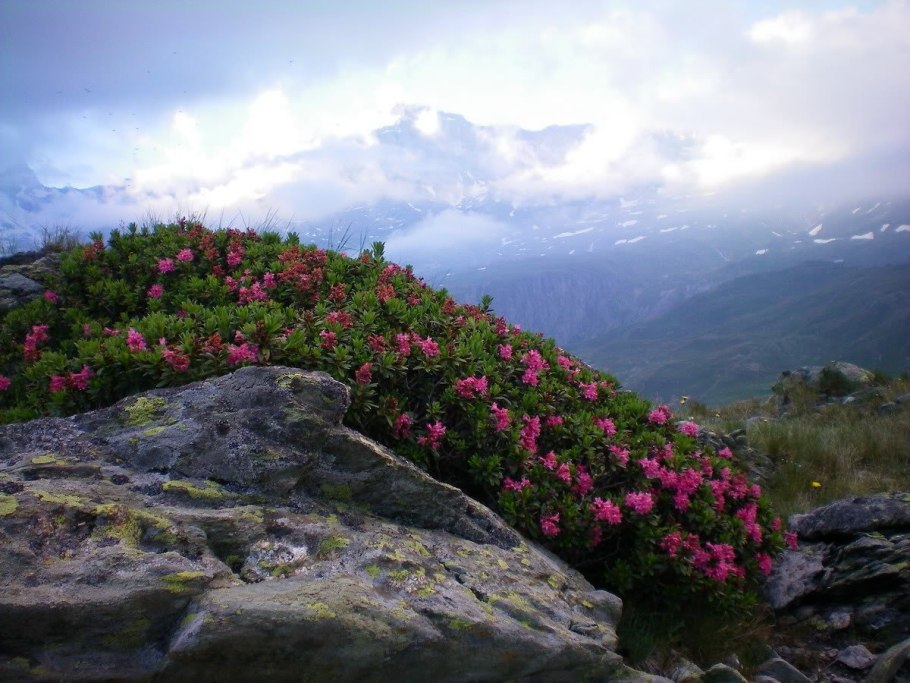 Альпийские Уральские Луга