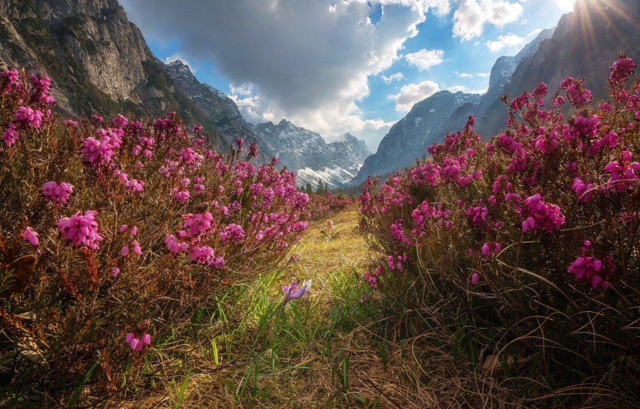 Кавказский заповедник Флора