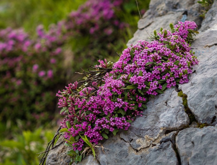 Эдельвейс Приэльбрусье цветок