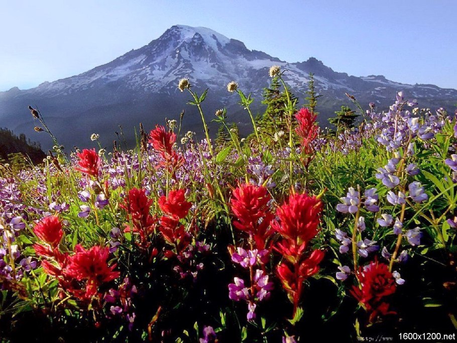 Горный Алтай горные травы Алтая