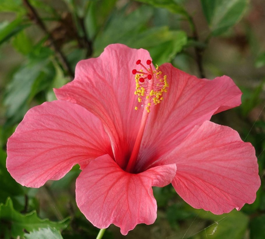 Гибискус травянистый болотный