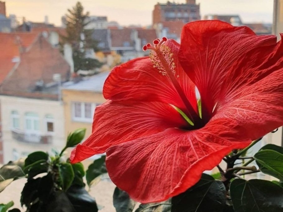 Гибискус Синенсис