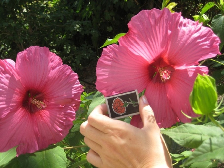 Гибискус Свит Хоней