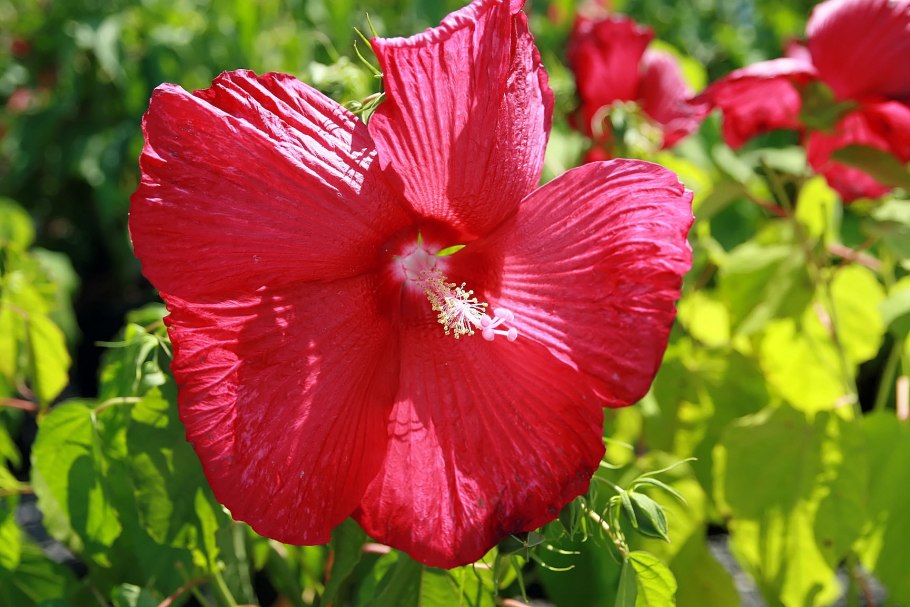 Гибискусы сирийские древовидные