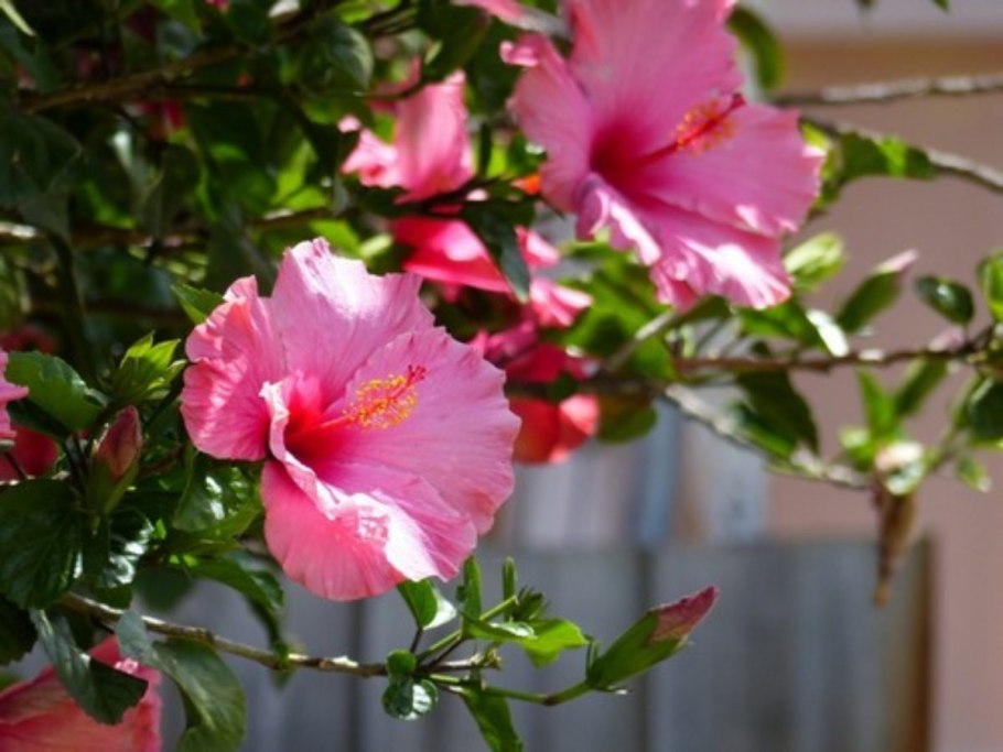 Гибискус садовый китайская роза