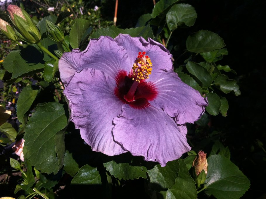 Гибискус цветок дерево